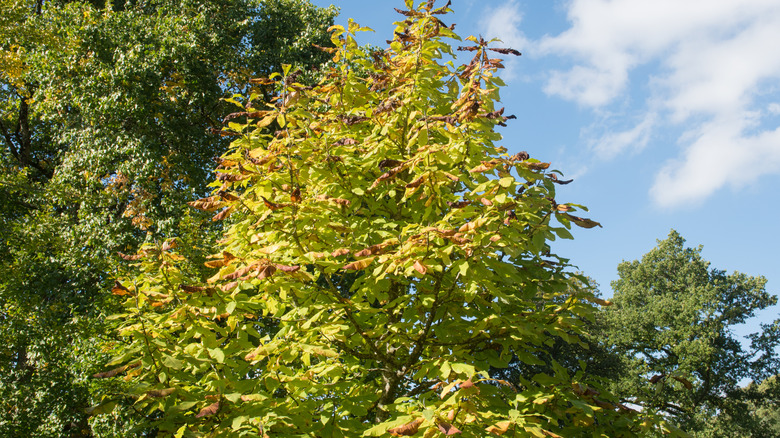 Bigleaf magnolia tree changing colors in the fall