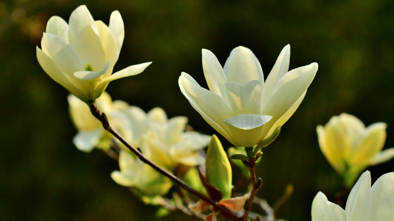 Yellow cucumber magnolia blossoms on the end of a branch