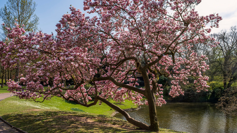 Magnolia tree blossoming by a river