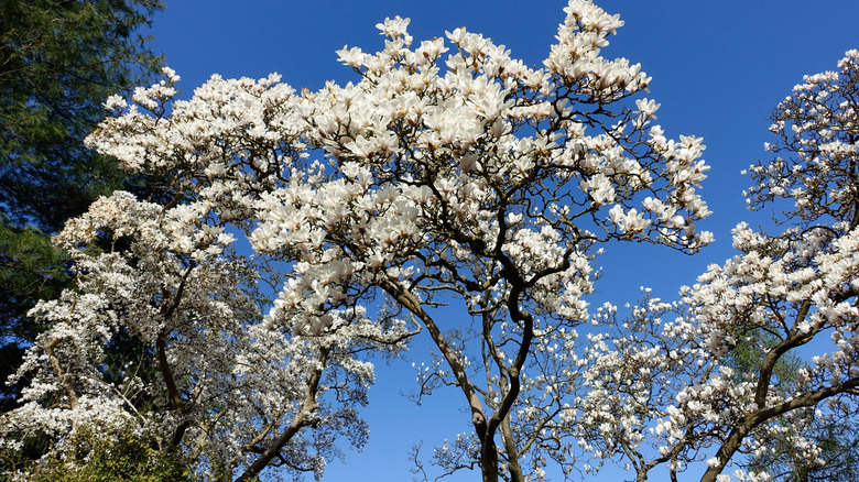 Cluster of white jade lily blossoms