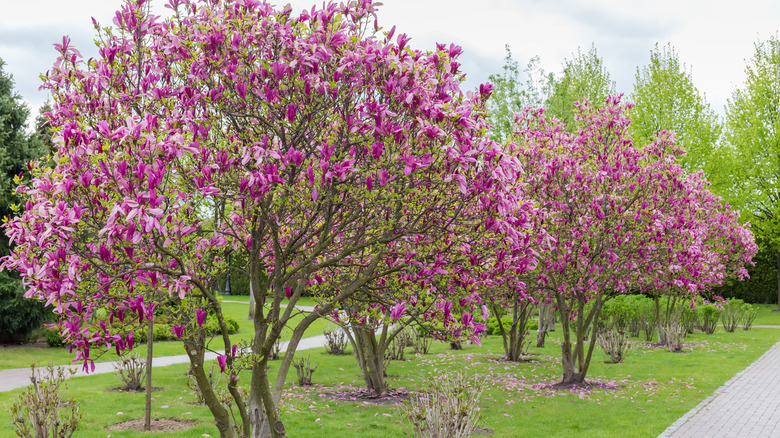 Pink lily magnolia blossoms on trees along a garden path