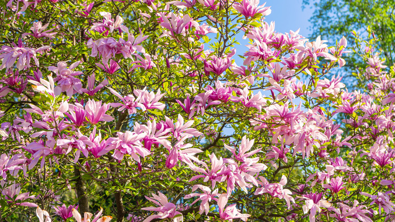 pink and white loebner magnolia blossoms flowering on a tree