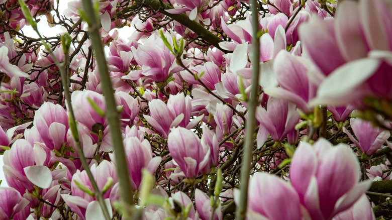 Pink and white saucer magnolia blossoms and blooming branches in a tree