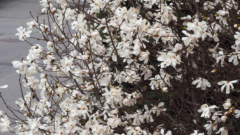 Sweetbay magnolia blosoms filling branches of a tree