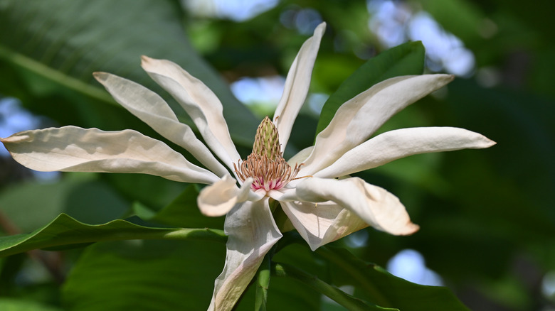 large white umbrella magnolia blossom