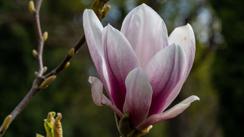 Close up of purple and white zen magnolia blossom.