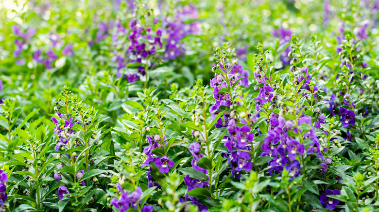 A field of purple angelonia flowers