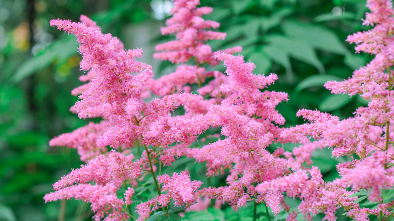A crop of tall, fluffy, pink astilbe flowers growing amongst green foliage