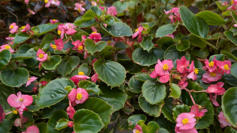 A flourishing crop of surefire begonias with magenta flowers and dark green leaves