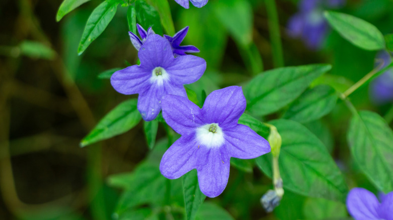 A close up of two violet browallia flowers with rich green leaves