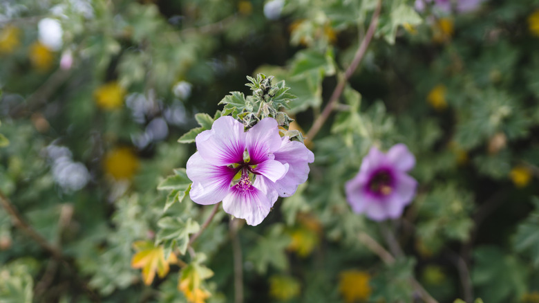 Close up of a purple and white cape mallow flower standing out against its foliage