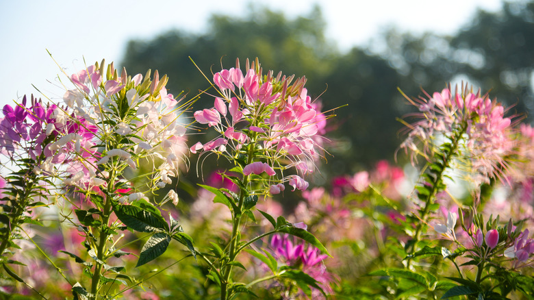 A closeup of pink and white cleome flowers growing in a sunny field