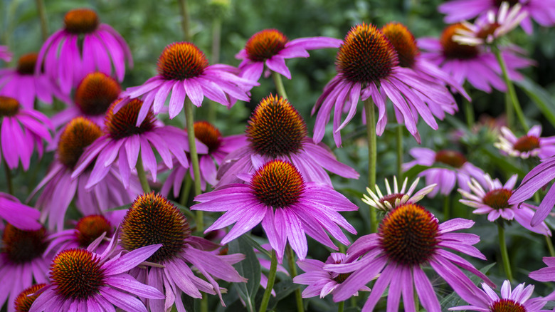 A closeup of several blooming pink coneflowers