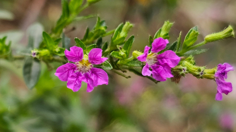 A close shot of delicate pink cuphea flowers growing on a branch