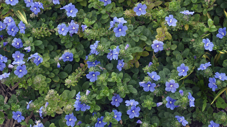 An overhead view of a dwarf morning glory plant with flourishing foliage and many blue flowers