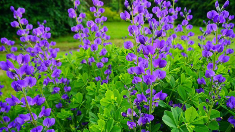 A shrub full of towering false indigo flowers