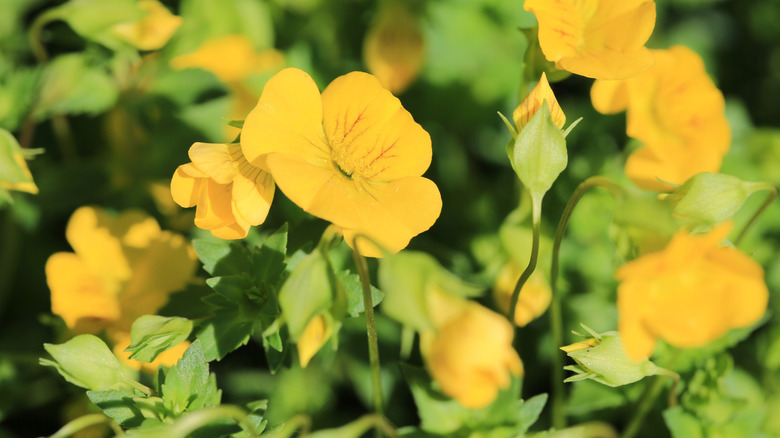 A close up of a gold dust mecardonia flower blooming in the sun