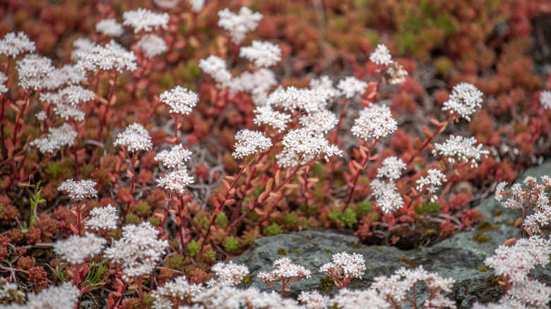 A plot of low growing white sedum flowers with red leaves