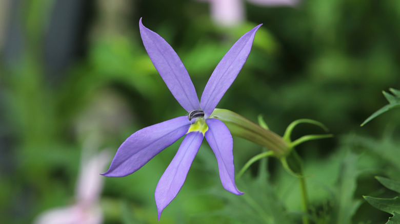 A close up of a single purple laurentia flower