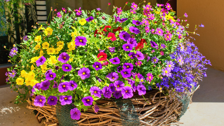 A large basket of purple red and yellow million bells flowers
