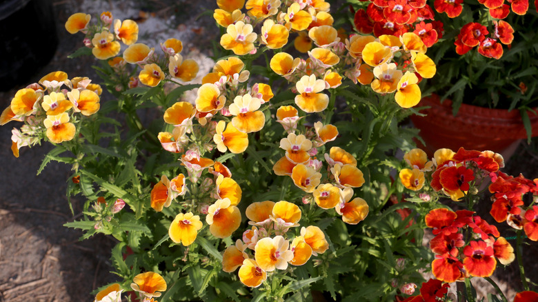 A shrub full of red, orange, and yellow nemesia flowers