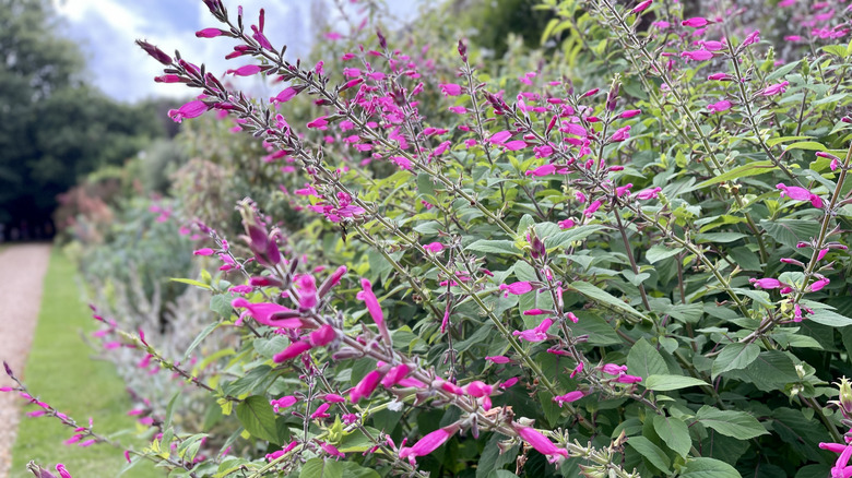 A large salvia shrub with magenta flowers