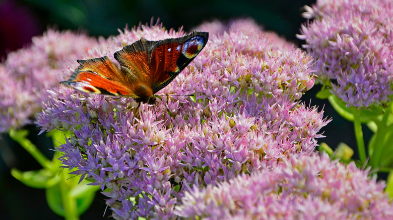 A closeup of a butterfly perched on a pink sedum flower