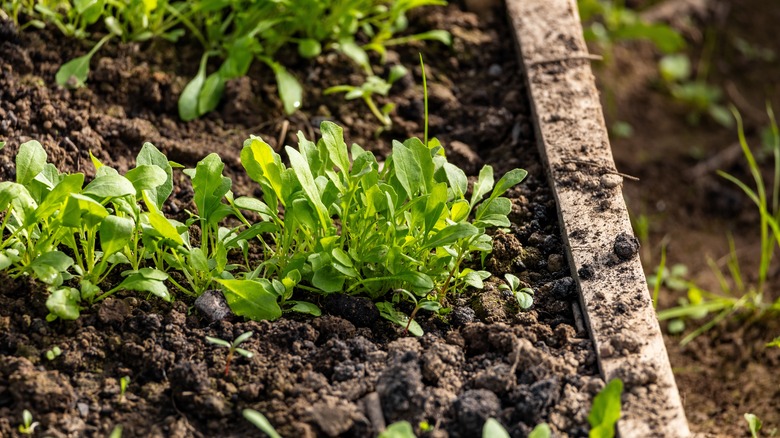 arugula plants in garden bed