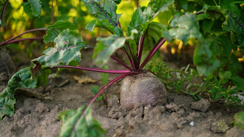 beetroots poking out of soil in a garden bed