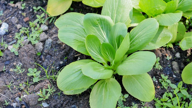 bok choy green leaves coming out of the ground