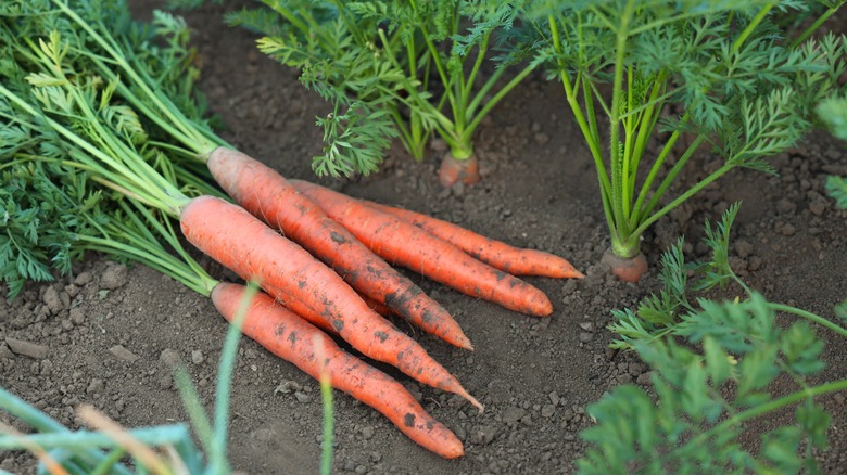 bunch of orange carrots with green leaves on soil in a garden