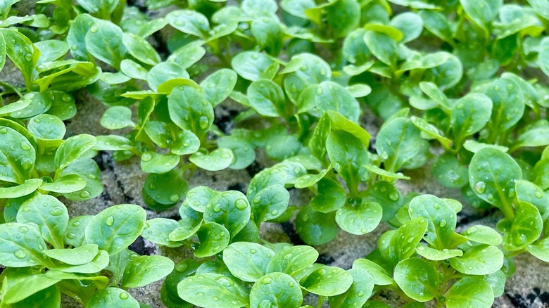 small green leaves of corn salad planted in soil