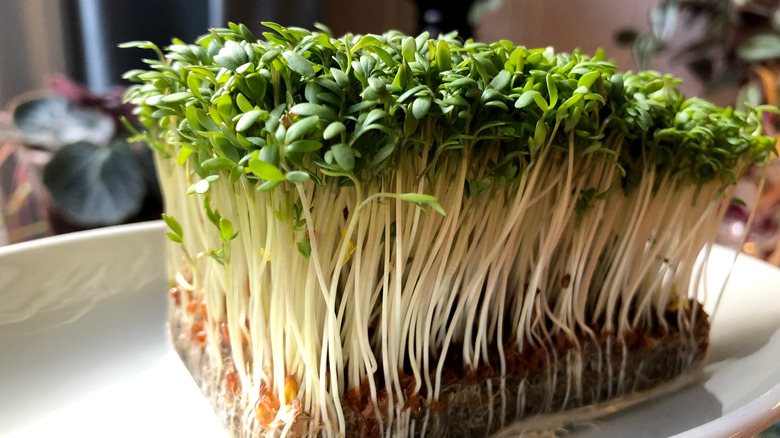 a rectangular piece of soil with white cress sprouts and green leaves