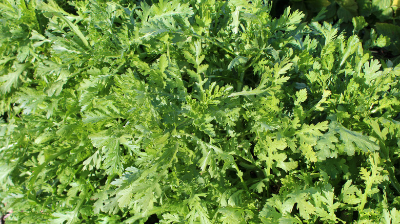Close up of bright green Glebionis coronaria leaves