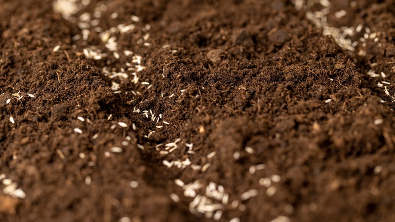 small white seeds loosely sprinkled in rows over prepared soil