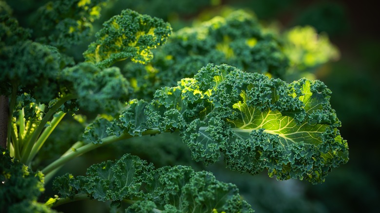 dark green kale leaves