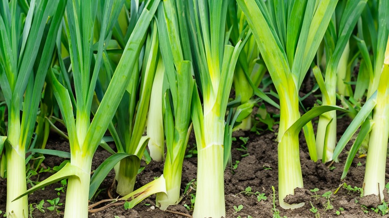 white and green leeks coming out of the soil in a garden