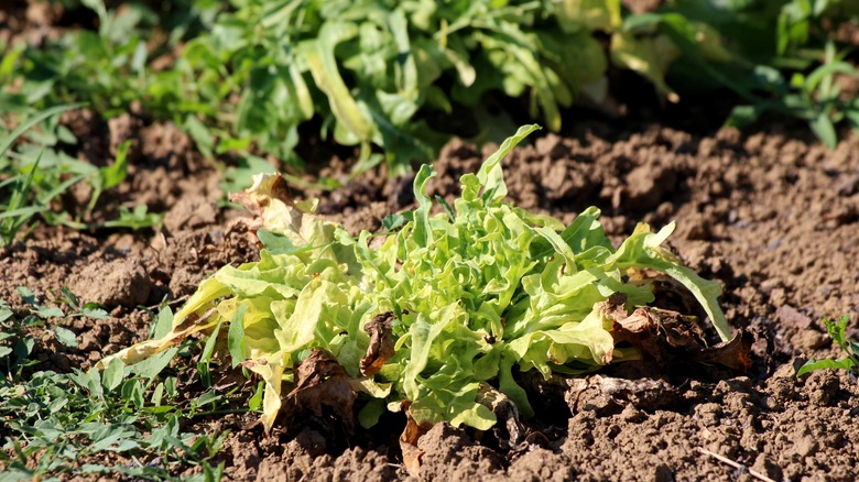 green leaf lettuce head in soil