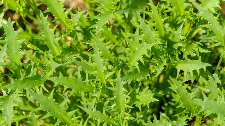 Bright green Mizuna leaves in a garden bed