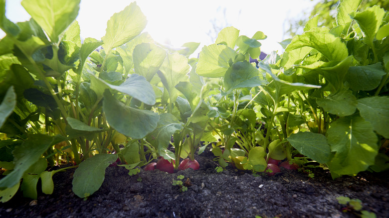 radishes in soil with large green leaves