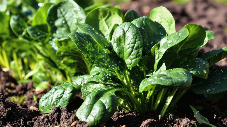Spinach head in soil