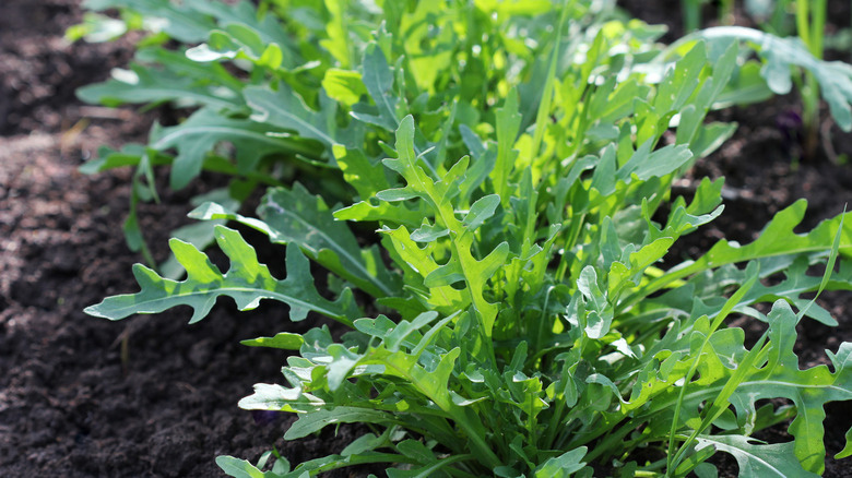 Arugula leaves are ready to harvest.