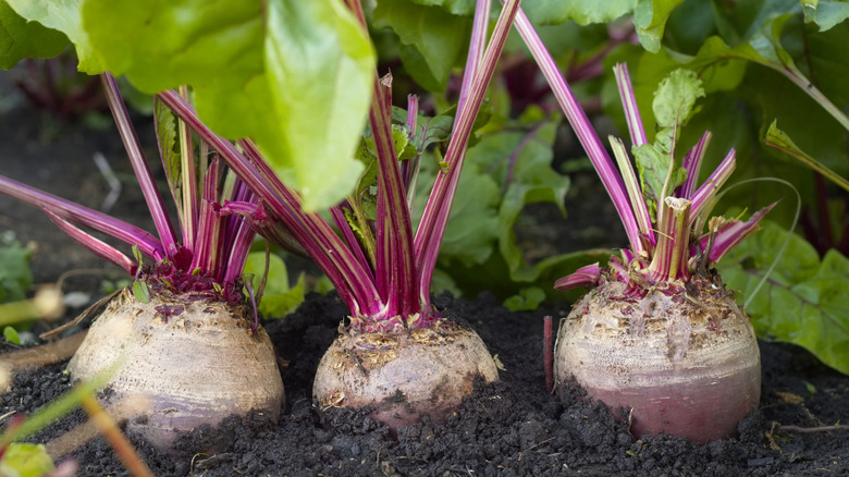 Beet tops rise above the soil in a garden.