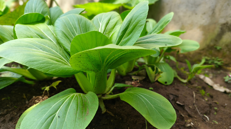 A head of bok choy is ready to harvest from a garden.