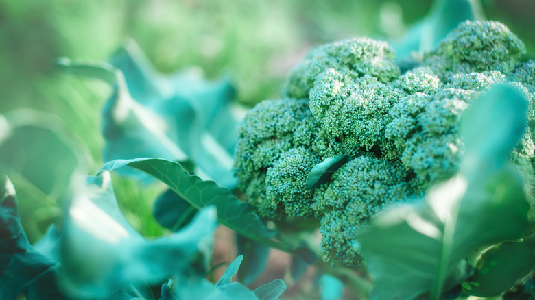 A head of broccoli in a garden is ready to be picked.