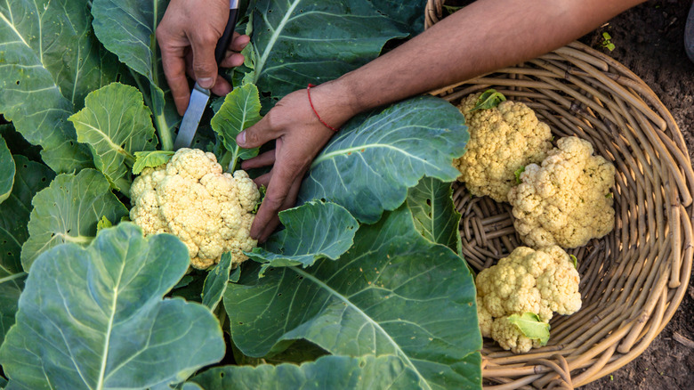 A pair of hands harvest cauliflower.