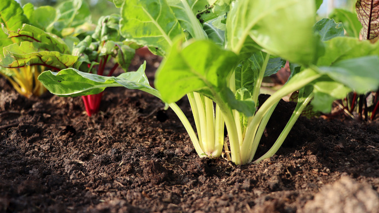Baby chard leaves grow in rich soil.