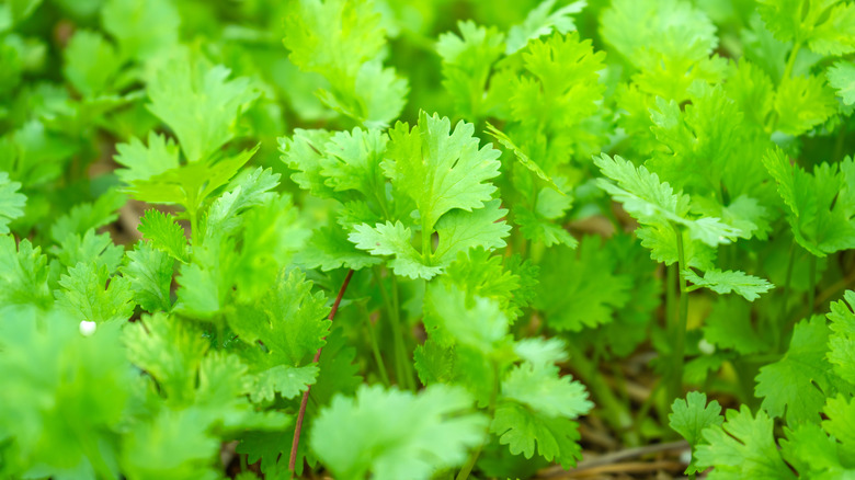 Young cilantro leaves poke out of garden soil.