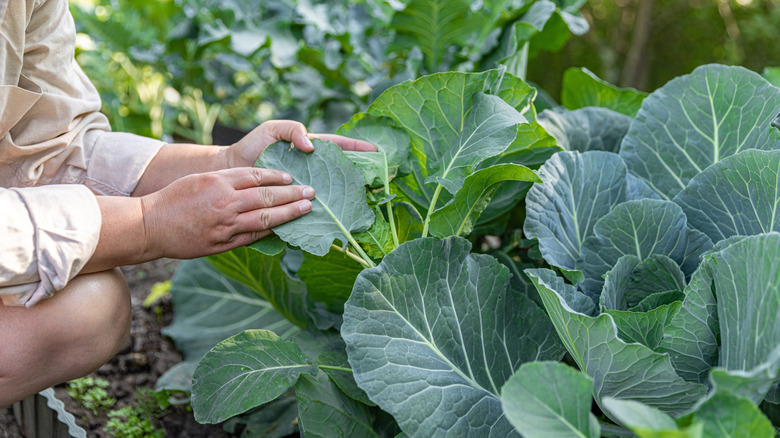 A person examining collard greens grown in a garden.