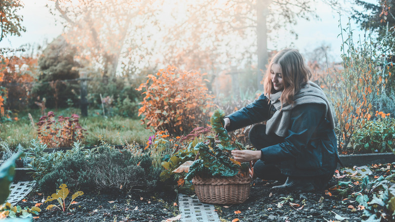 A smiling young woman harvests fall vegetables from her garden.
